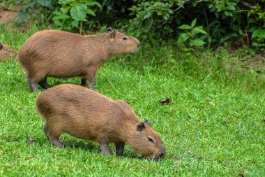 Dünyanın yaşayan en büyük kemirgeni Brezilya 'da çimenlikte bulunan Capybara (hidrokorerus hydrochaeris)