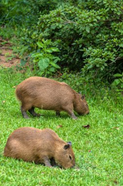 Dünyanın yaşayan en büyük kemirgeni Brezilya 'da çimenlikte bulunan Capybara (hidrokorerus hydrochaeris)