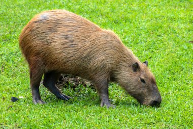 Dünyanın yaşayan en büyük kemirgeni Brezilya 'da çimenlikte bulunan Capybara (hidrokorerus hydrochaeris)