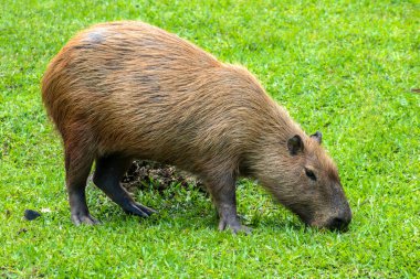 The largest living rodent in the world: Capybara (hydrochoerus hydrochaeris) on the lawn, Brazil clipart