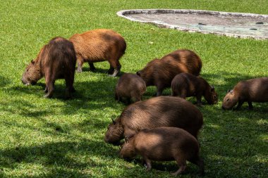 Dünyanın yaşayan en büyük kemirgeni Brezilya 'da çimenlikte bulunan Capybara (hidrokorerus hydrochaeris)