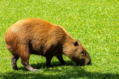 Dünyanın yaşayan en büyük kemirgeni Brezilya 'da çimenlikte bulunan Capybara (hidrokorerus hydrochaeris)