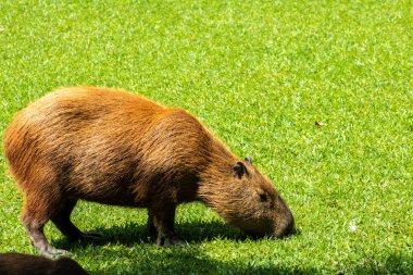 Dünyanın yaşayan en büyük kemirgeni Brezilya 'da çimenlikte bulunan Capybara (hidrokorerus hydrochaeris)