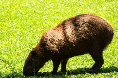 Dünyanın yaşayan en büyük kemirgeni Brezilya 'da çimenlikte bulunan Capybara (hidrokorerus hydrochaeris)