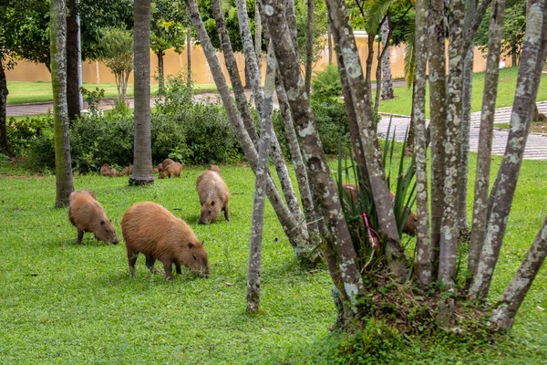 Världens Största Levande Gnagare Capybara Hydrochoerus Hydrochaeris Gräsmattan Brasilien — Stockfoto