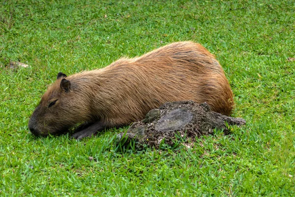 Dünyanın yaşayan en büyük kemirgeni Brezilya 'da çimenlikte bulunan Capybara (hidrokorerus hydrochaeris)