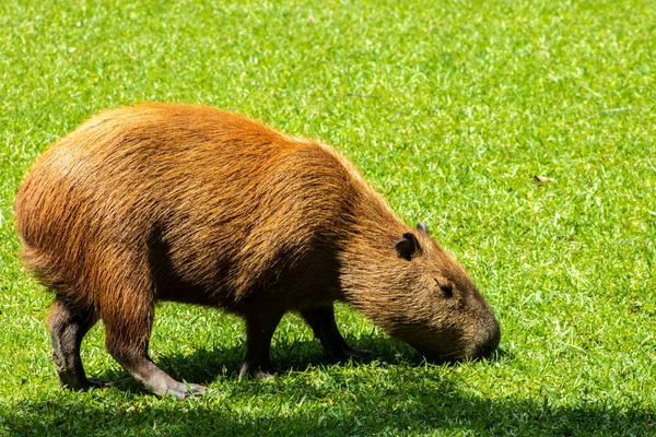 Dünyanın yaşayan en büyük kemirgeni Brezilya 'da çimenlikte bulunan Capybara (hidrokorerus hydrochaeris)
