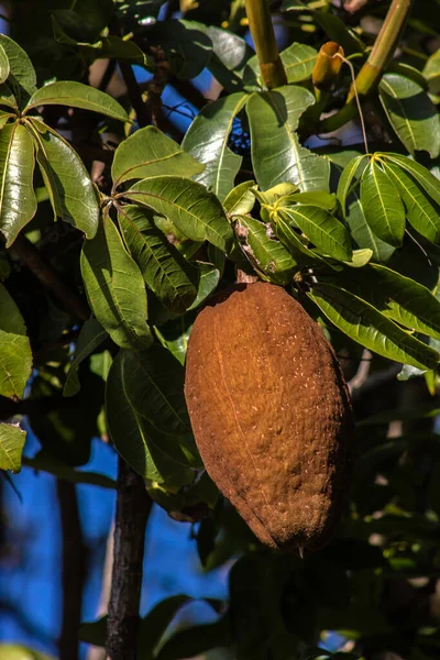 Monguba Gyümölcs Pachira Aquatica Közismert Nevén Munguba Vagy Vadon Termő — Stock Fotó