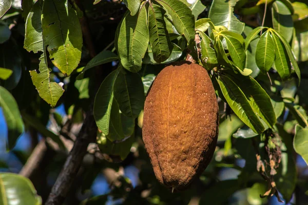 Monguba Gyümölcs Pachira Aquatica Közismert Nevén Munguba Vagy Vadon Termő — Stock Fotó