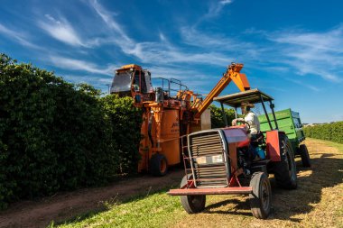 Vera Cruz, Sao Paulo, Brezilya, 27 Mayıs 2022. Sao Paulo 'nun orta batı bölgesindeki Vera Cruz belediyesinde mekanize kahve hasadı