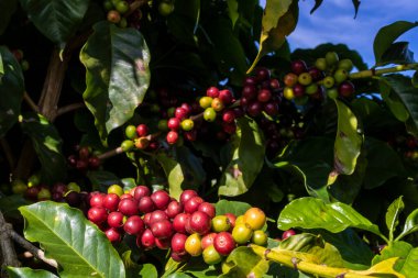 Brezilya 'da kahve ağacında kahve çekirdekleri