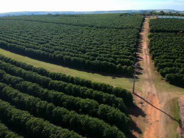 Brezilya 'da yeşil bir kahve tarlasının hava aracı görüntüsü