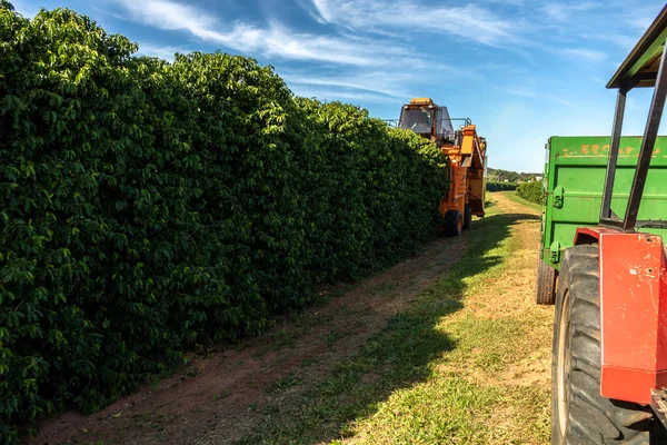 Vera Cruz Sao Paulo Brazil May 2022 Mechanized Coffee Harvest — Stock Photo, Image