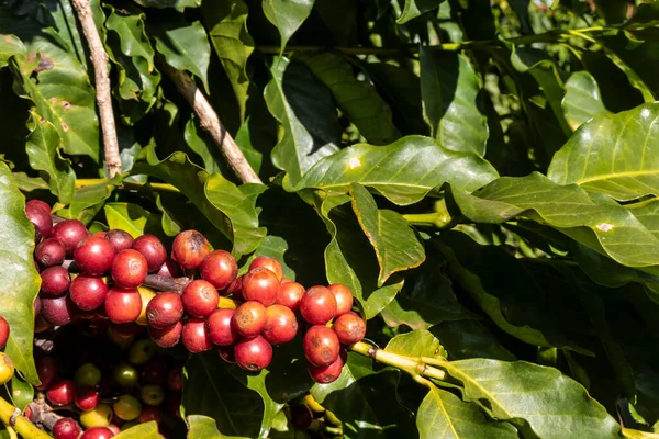 巴西咖啡树上的咖啡豆 — 图库照片