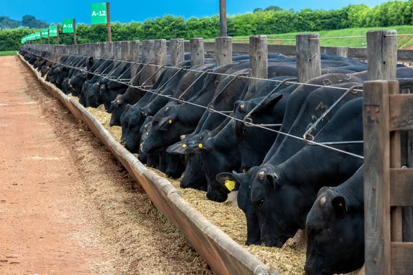 Angus cattle feed in the feeder of a confinement of a farm in Brazil