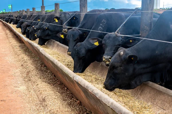 2022年2月24日 巴西戈亚斯 在巴西的一个农场里 安格斯的牛在饲养场里喂食 — 图库照片