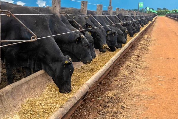 Goias, Brazil, February 24, 2022. Angus cattle feed in the feeder of a confinement of a farm in Brazil