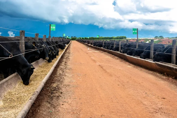 2022年2月24日 巴西戈亚斯 在巴西的一个农场里 安格斯的牛在饲养场里喂食 — 图库照片