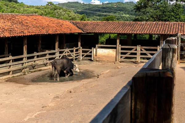 Grande Búfalo Albino Alimenta Estábulo Fazenda Brasil — Fotografia de Stock