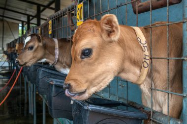 Brezilya 'da bir mandıra çiftliğinde küçük Jersey süt ineği