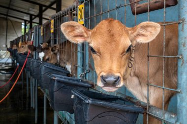 Brezilya 'da bir mandıra çiftliğinde küçük Jersey süt ineği