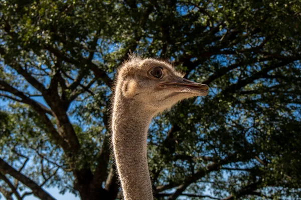 Female Ostrich Struthio Camelus Small Recreation Farm Brazil — Stockfoto