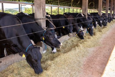Siyah-beyaz süt inekleri Brezilya 'daki çiftlikteki modern ahırda sıra sıra beklerken besleniyor.