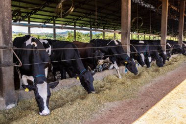 Siyah-beyaz süt inekleri Brezilya 'daki çiftlikteki modern ahırda sıra sıra beklerken besleniyor.