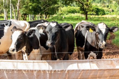 Siyah-beyaz süt inekleri Brezilya 'daki çiftlikteki modern ahırda sıra sıra beklerken besleniyor.