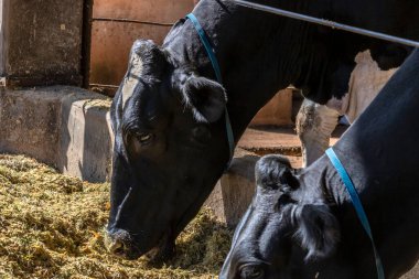 Siyah-beyaz süt inekleri Brezilya 'daki çiftlikteki modern ahırda sıra sıra beklerken besleniyor.