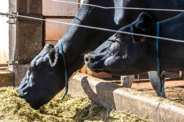 Siyah-beyaz süt inekleri Brezilya 'daki çiftlikteki modern ahırda sıra sıra beklerken besleniyor.