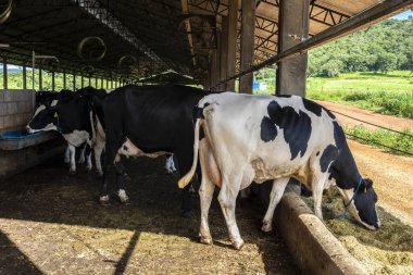 Siyah-beyaz süt inekleri Brezilya 'daki çiftlikteki modern ahırda sıra sıra beklerken besleniyor.