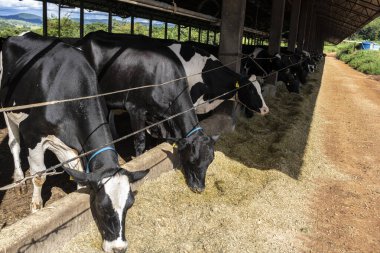 Siyah-beyaz süt inekleri Brezilya 'daki çiftlikteki modern ahırda sıra sıra beklerken besleniyor.