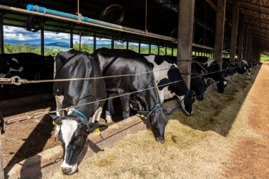 Siyah-beyaz süt inekleri Brezilya 'daki çiftlikteki modern ahırda sıra sıra beklerken besleniyor.