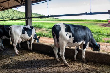 Siyah-beyaz süt inekleri Brezilya 'daki çiftlikteki modern ahırda sıra sıra beklerken besleniyor.