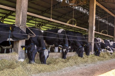 Siyah-beyaz süt inekleri Brezilya 'daki çiftlikteki modern ahırda sıra sıra beklerken besleniyor.