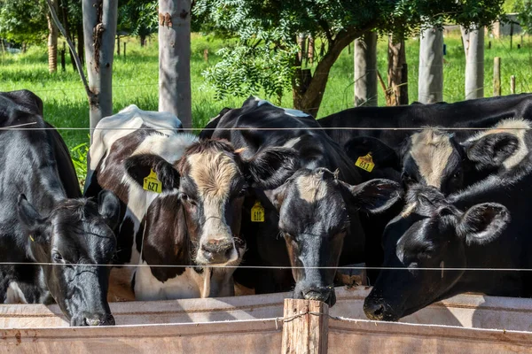 Grupo Vacas Leche Blanco Negro Alimentan Mientras Están Fila Moderno — Foto de Stock