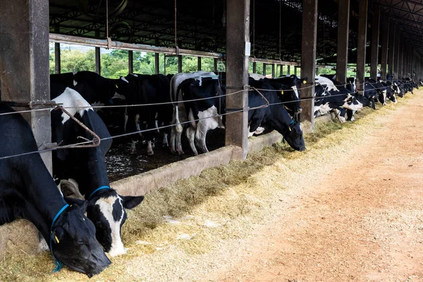 Grupo Vacas Leche Blanco Negro Alimentan Mientras Están Fila Moderno —  Fotos de Stock
