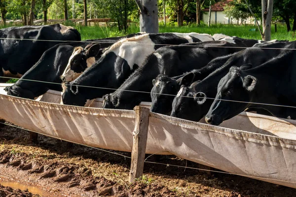 Group Black White Milk Cows Eatin Feed While Standing Row —  Fotos de Stock