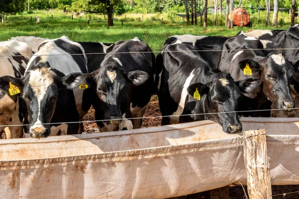 Grupo Vacas Leche Blanco Negro Alimentan Mientras Están Fila Moderno — Foto de Stock