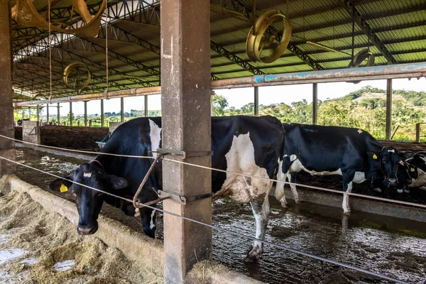 Group Black White Milk Cows Eatin Feed While Standing Row — Photo