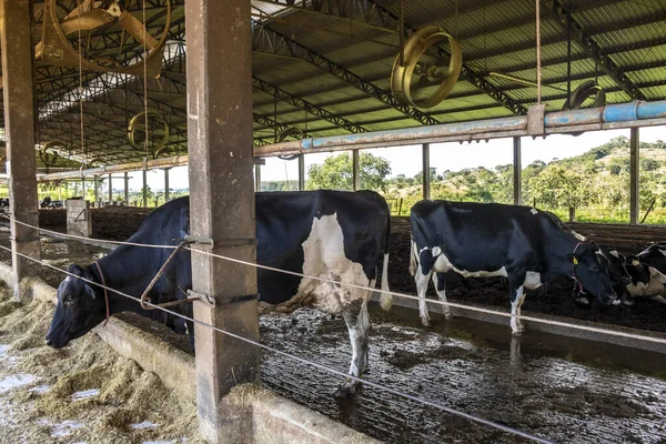 Group Black White Milk Cows Eatin Feed While Standing Row — Photo