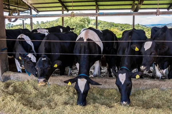 Group Black White Milk Cows Eatin Feed While Standing Row — Stock fotografie