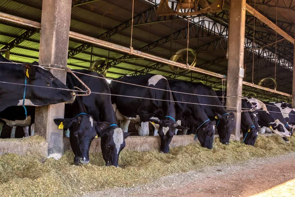 Group Black White Milk Cows Eatin Feed While Standing Row — Foto de Stock