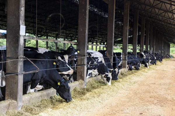 Grupo Vacas Leche Blanco Negro Alimentan Mientras Están Fila Moderno —  Fotos de Stock