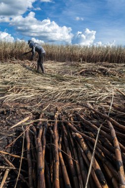 Piracicaba, Sao Paulo, Brazil. April 04, 2008. Manual labour harvest sugar cane on the field in Brazil
