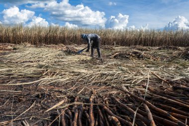 Piracicaba, Sao Paulo, Brazil. April 04, 2008. Manual labour harvest sugar cane on the field in Brazil