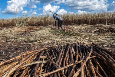Piracicaba, Sao Paulo, Brazil. April 04, 2008. Manual labour harvest sugar cane on the field in Brazil