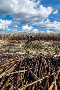Piracicaba, Sao Paulo, Brazil. April 04, 2008. Manual labour harvest sugar cane on the field in Brazil