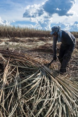 Piracicaba, Sao Paulo, Brazil. April 04, 2008. Manual labour harvest sugar cane on the field in Brazil